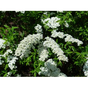 Tavoľník sivý (Spiraea × cinerea) ´GREFSHEIM´ - výška 40-60 cm, kont. C3L